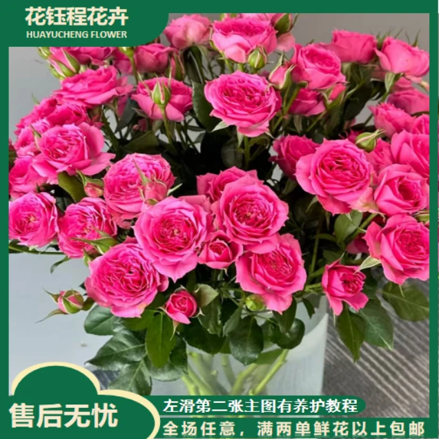 苏菲多头玫瑰 任意2单以上发货包邮  鲜花直发