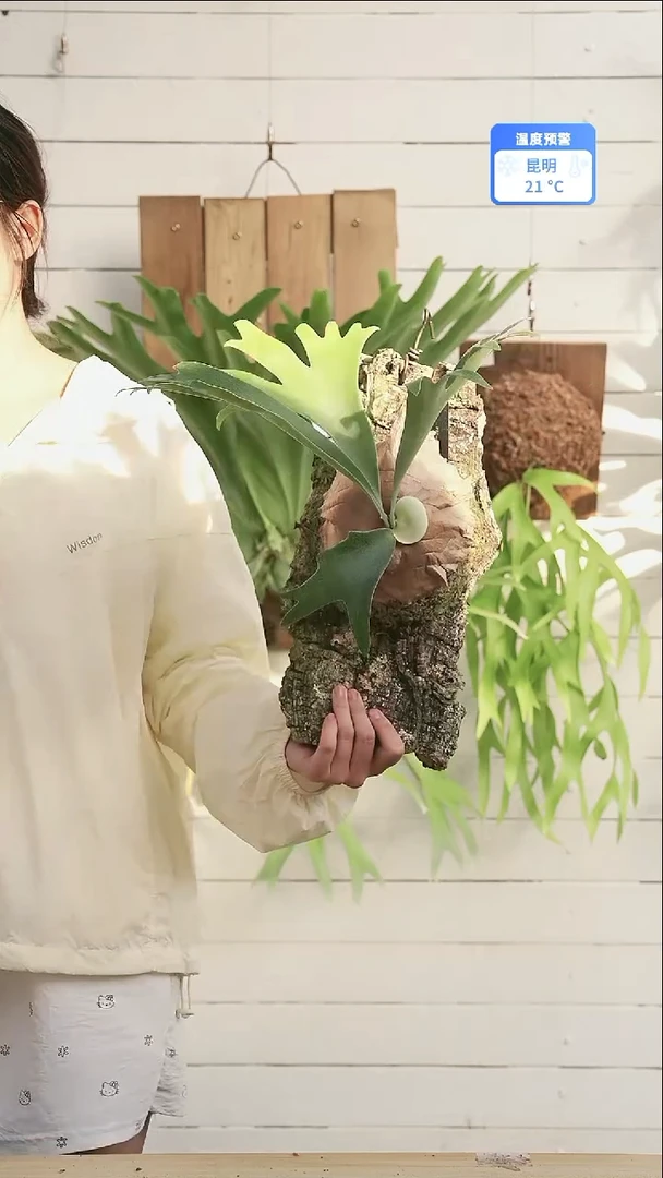 完全开放A022  BT特选