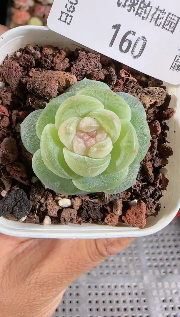1209-160星月多肉群生不包整