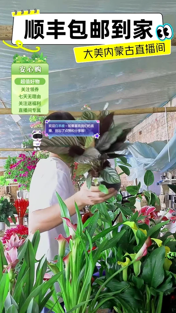 完全开放水培双剑