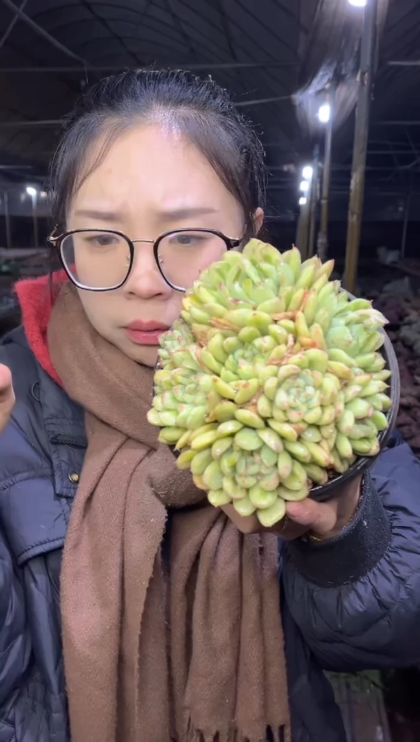 【闪购商品】73-冰天石锦28