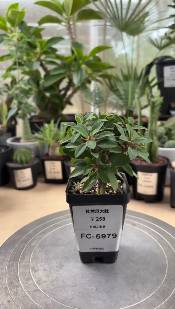 杜兰尼大戟FC-5979