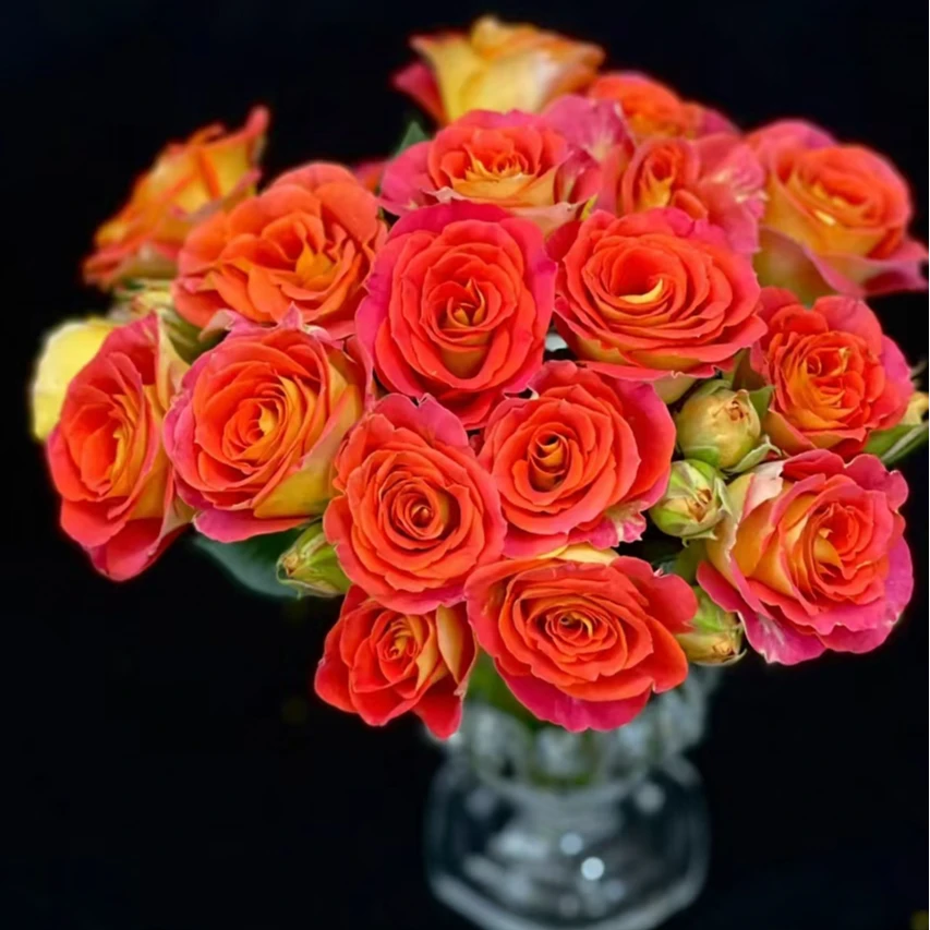 二乔月季花  原盆原土 基地直发