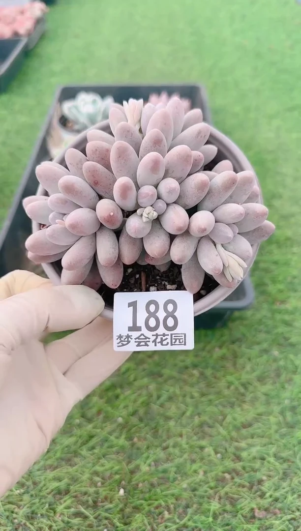 【闪购商品】梦会多肉一物一拍