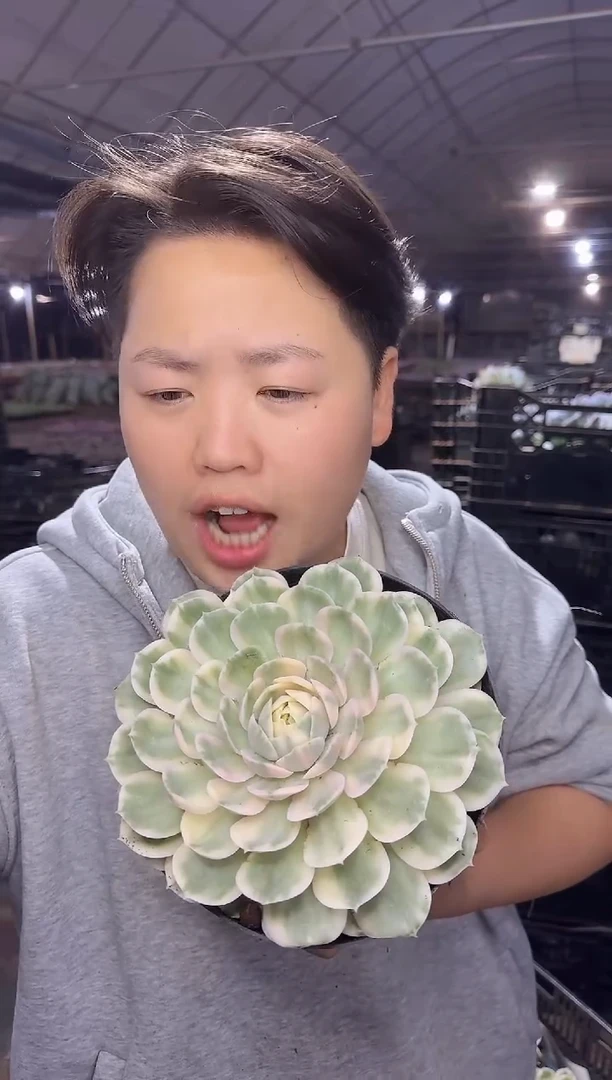 大单头昂斯诺锦9.99