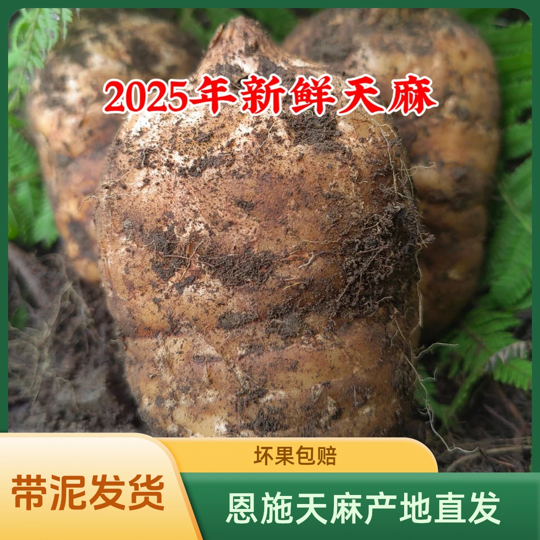 恩施高山农家野种植2025新鲜天麻源产地直发美味炖肉炖鸡带泥发货