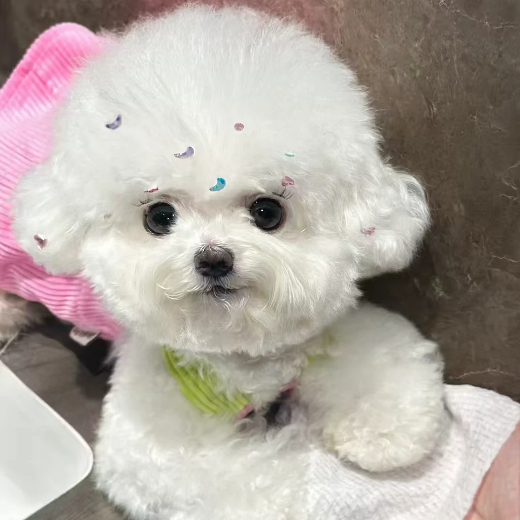 比熊宠物狗狗  柚子  岫流福建省