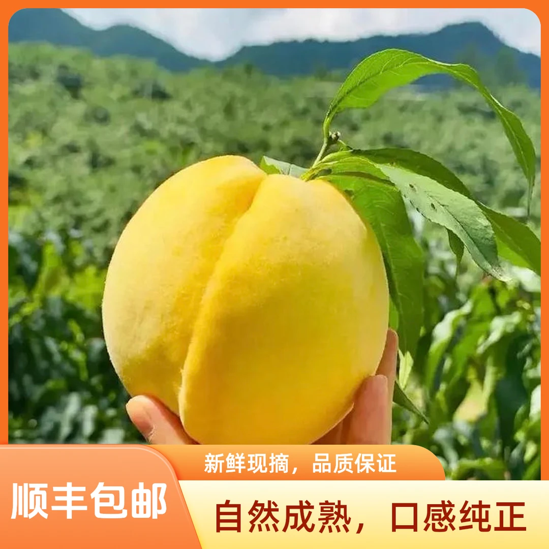 高海拔生态种植自然成熟核小肉厚现摘现发高山黄桃