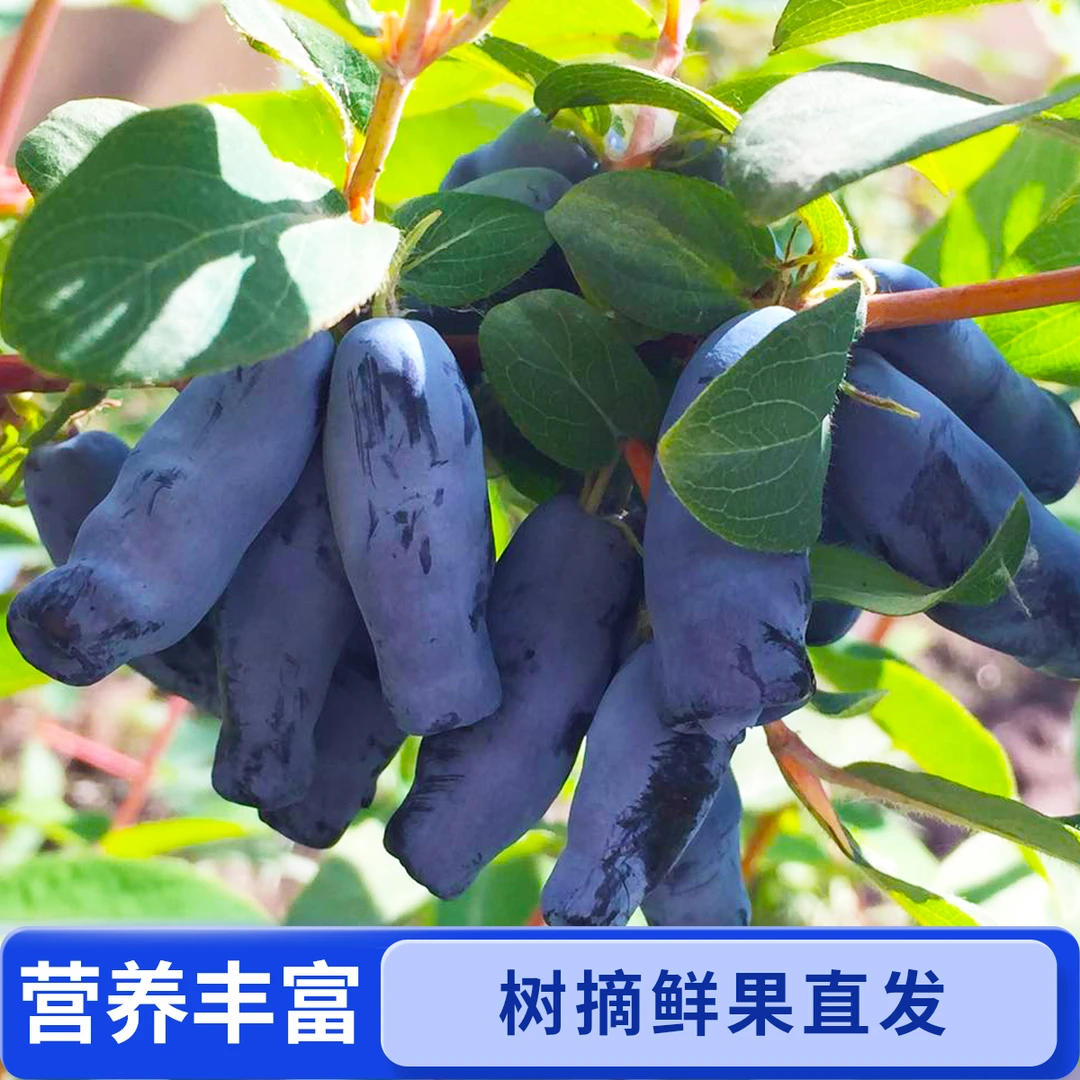 【蓝靛果】鲜果现摘现发应季水果羊奶子山茄子富含花青素