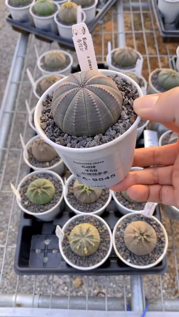 【闪购商品】布纹球FA-9845