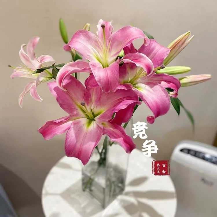 （竞争)三头  瓶插香水百合 东北鲜花原产地直采直发 顺丰包邮