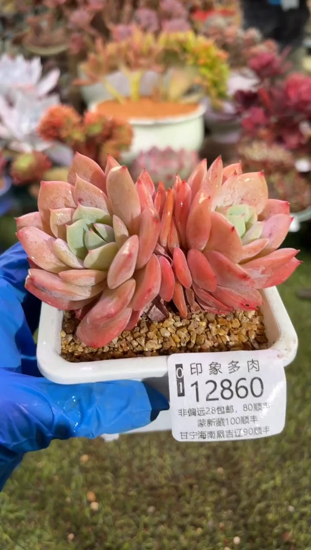 【闪购商品】12860