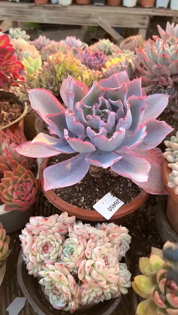 悦*多肉植物一物一拍28450