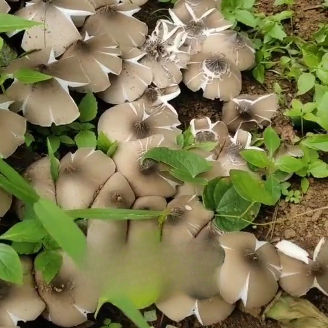 鸡摐菌种子高产伞把菇三塔菌荔枝菌云南食用菌人工种植新鲜 菌种