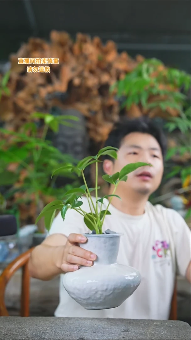 完全开放保罗388T
