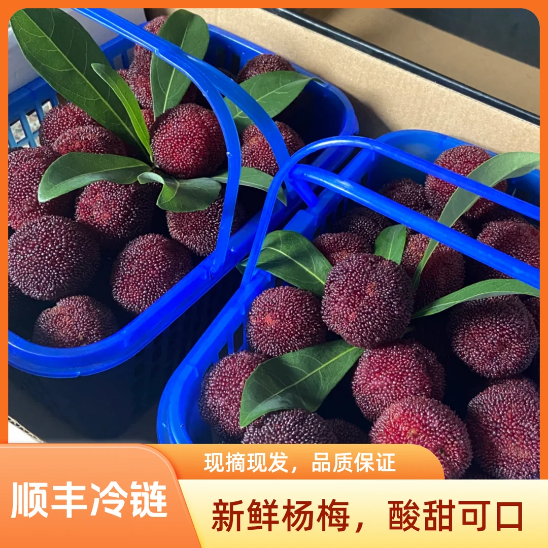 【仙居东魁杨梅】 新鲜现发饱满大东魁18-23g买3斤送3斤 送礼顺丰冷