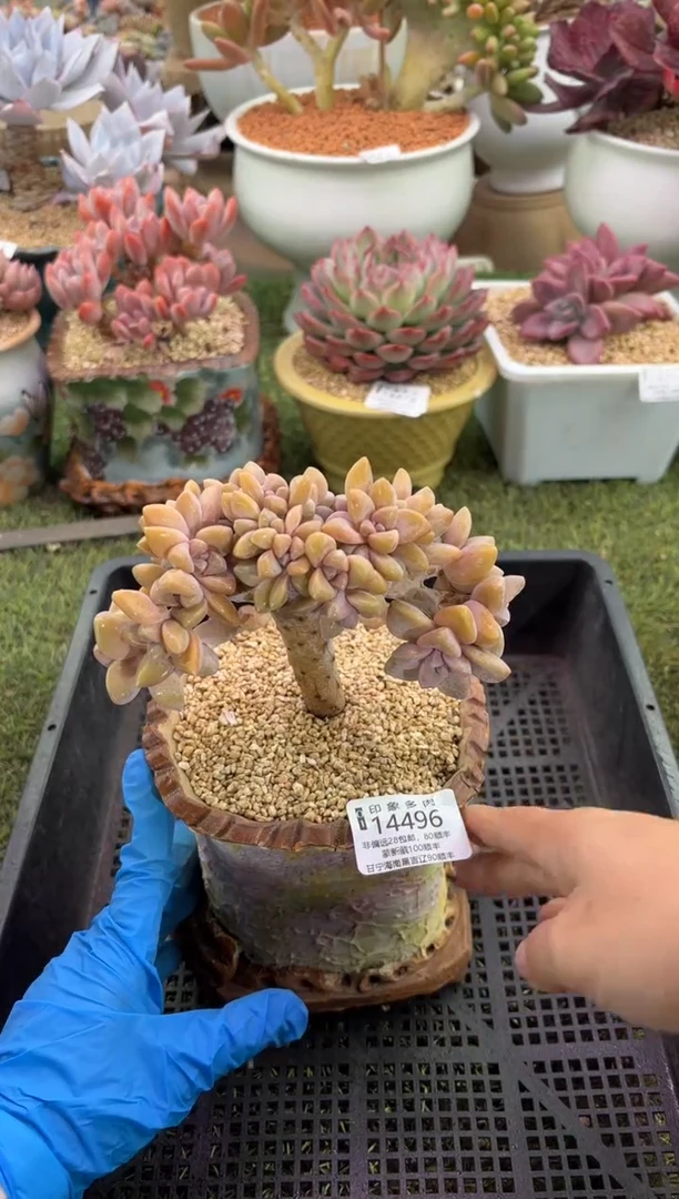 【闪购商品】14496