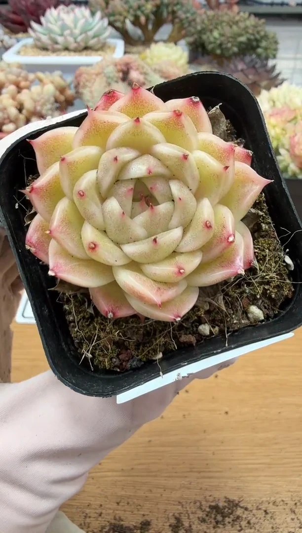 东云多肉园二店-139