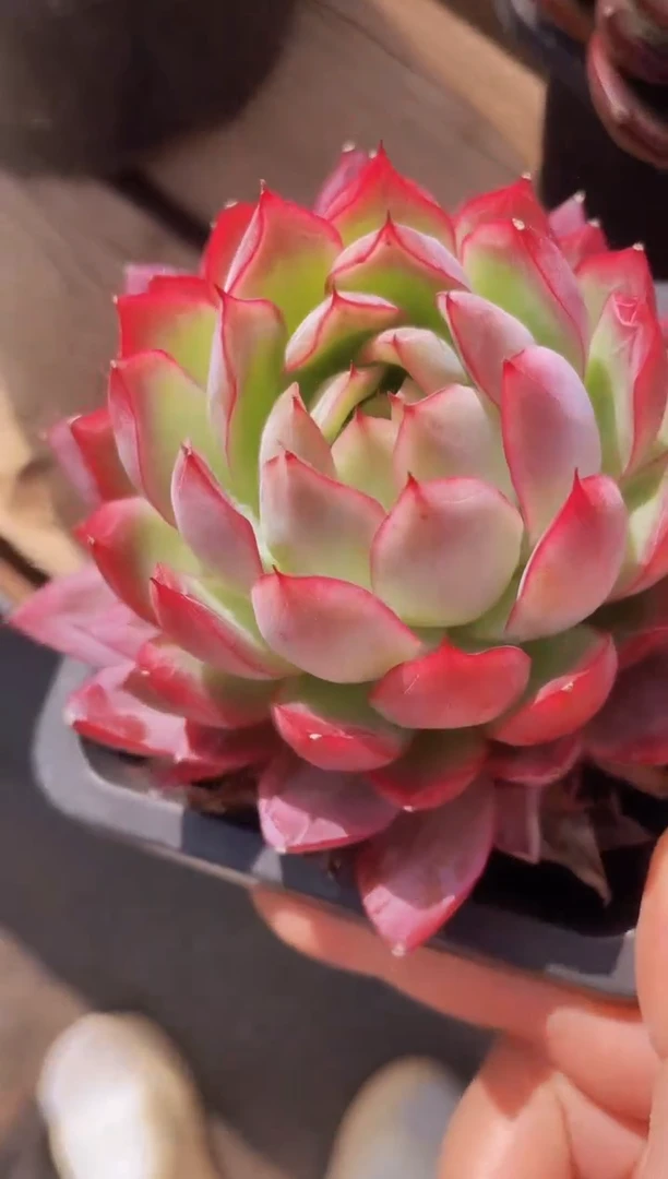 【闪购商品】992绿龙多肉