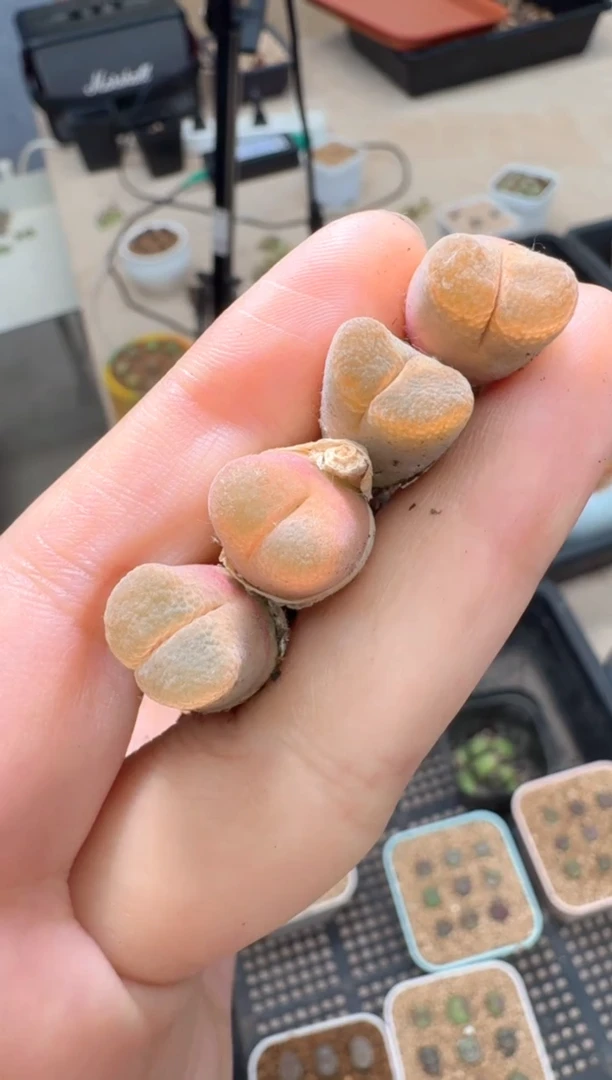 疯狂的多肉石头287超级日系紫熊猫一颗