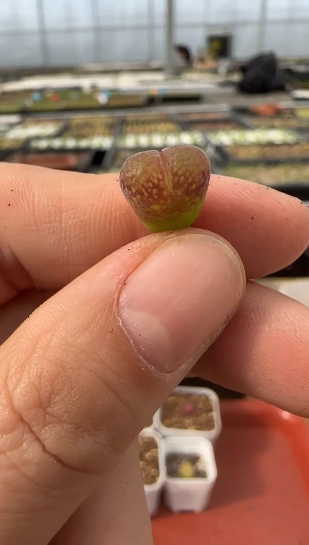 【闪购商品】13-78