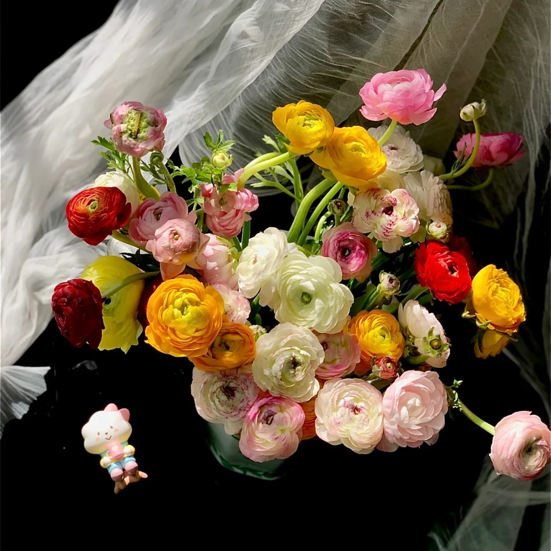 洋牡丹东北鲜花基地顺丰直发