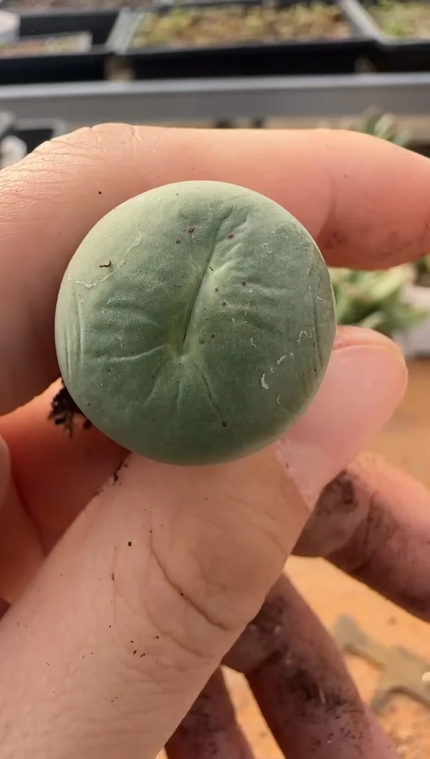 【闪购商品】9-268