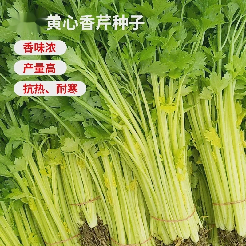 【全店满5包包邮】黄心香芹种子实心芹菜种籽小香芹菜籽青菜春夏