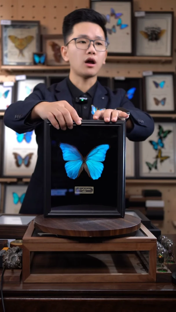 大蓝闪蝶黑绒底版10寸欧式框（带证书）