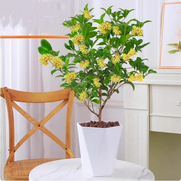 桂花四季桂花盆栽室内花卉植物金桂丹桂庭院浓香型绿植开花香