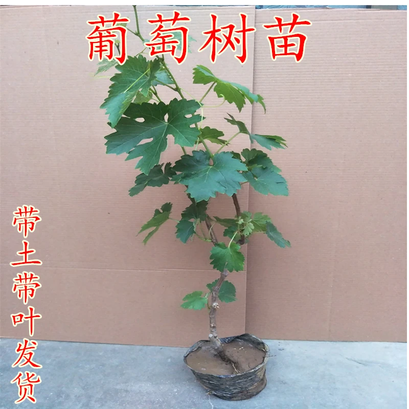葡萄树苗阳光玫瑰蓝宝石庭阳台院种植果树盆栽南北方带土带叶