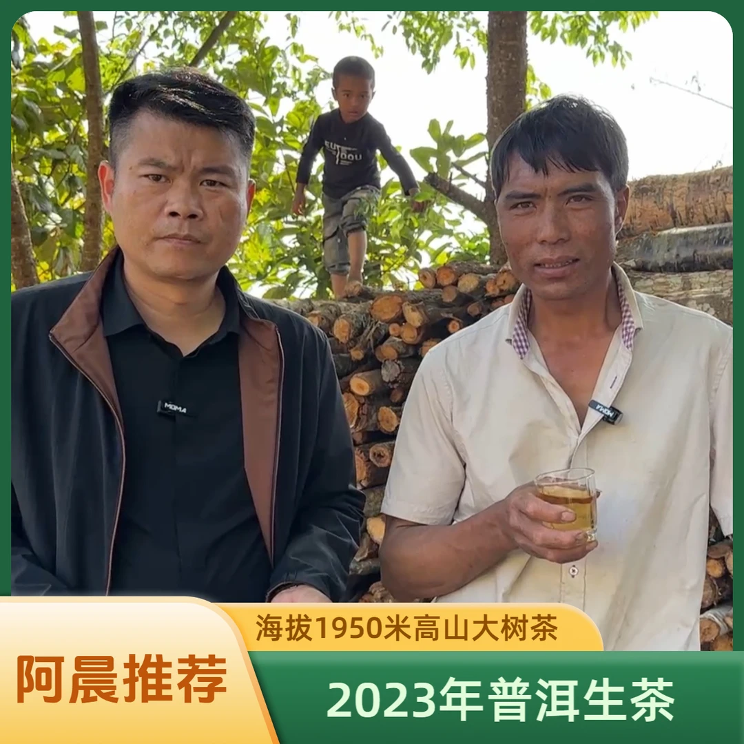 【普洱老家阿晨优选】2023年普洱茶生茶 海拔1950米高山大树生茶