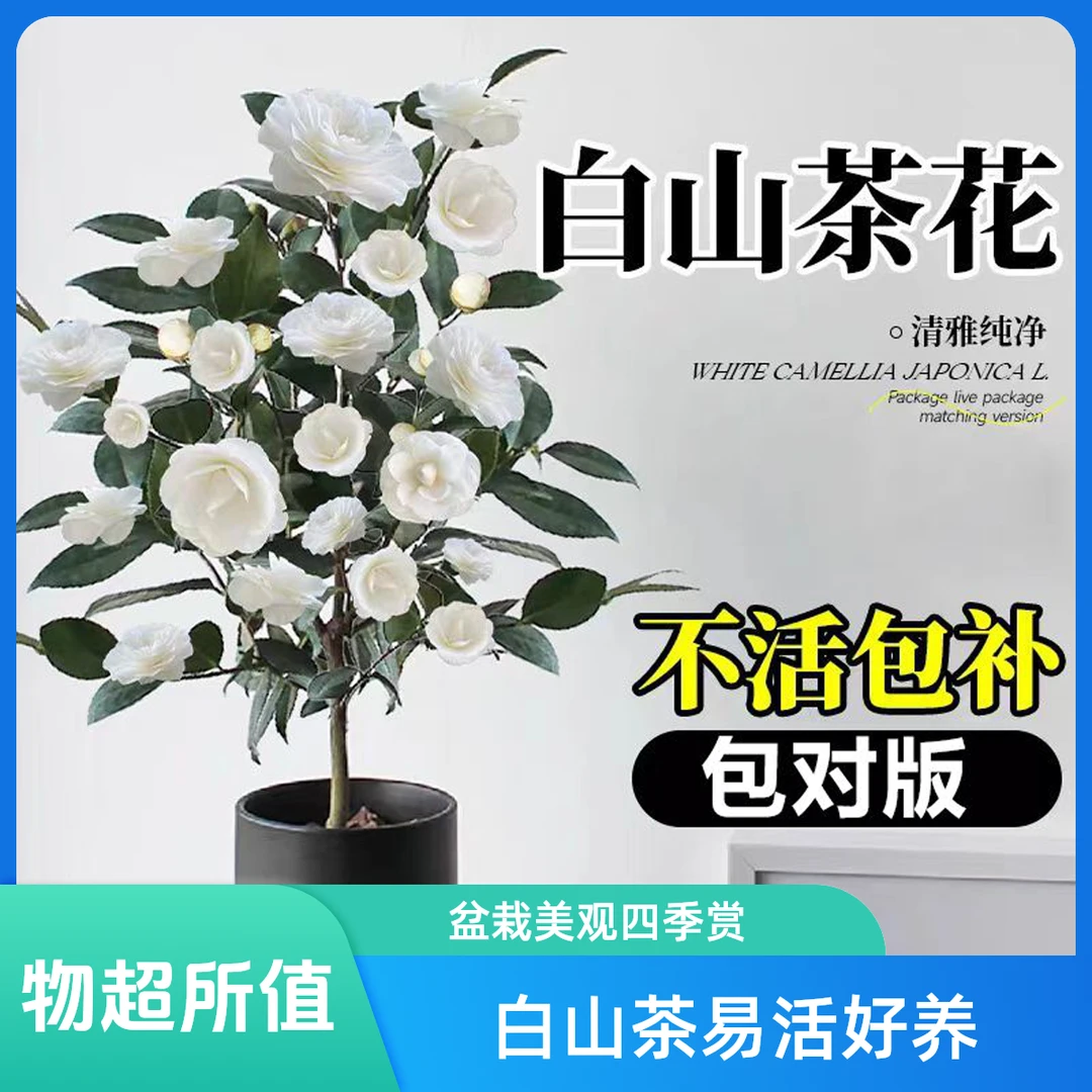 白山茶花竹子盆栽东方亮白色山茶花竹子树苗四季室内好养活绿植