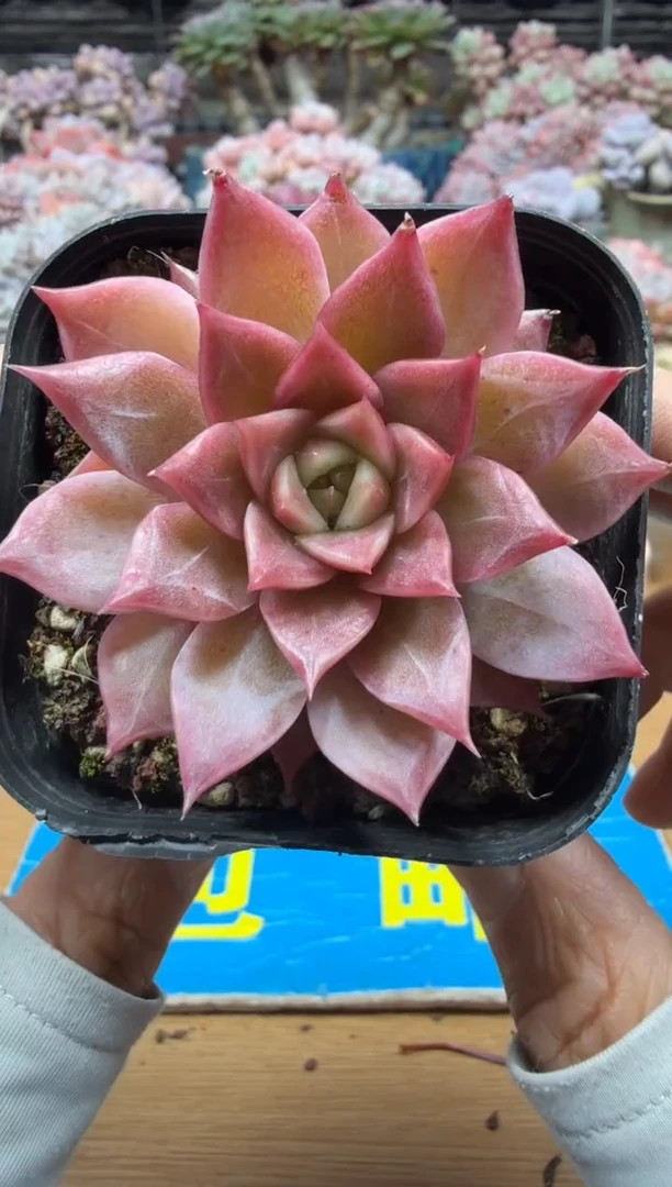 东云多肉园二店-669