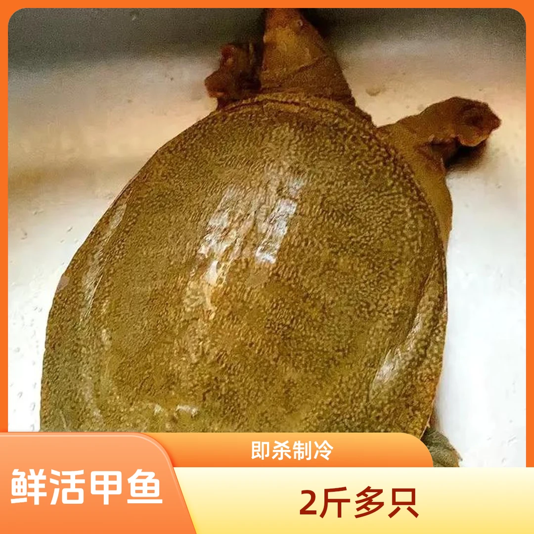 鲜活汉寿大甲鱼 1只2斤多（默认包杀）