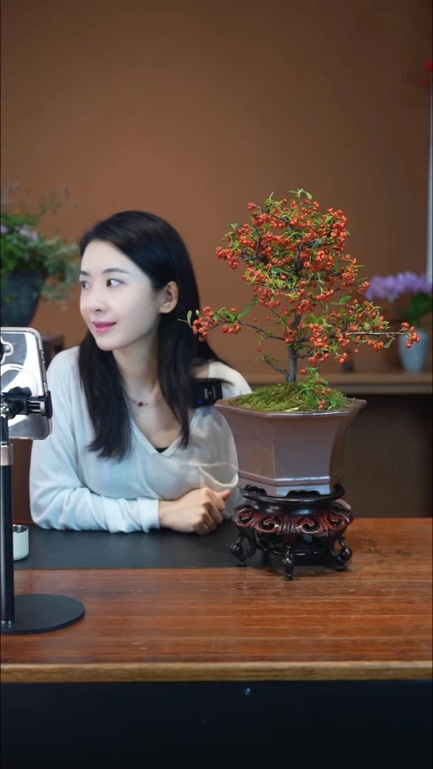 全部花朵火棘盆景盆景盆景