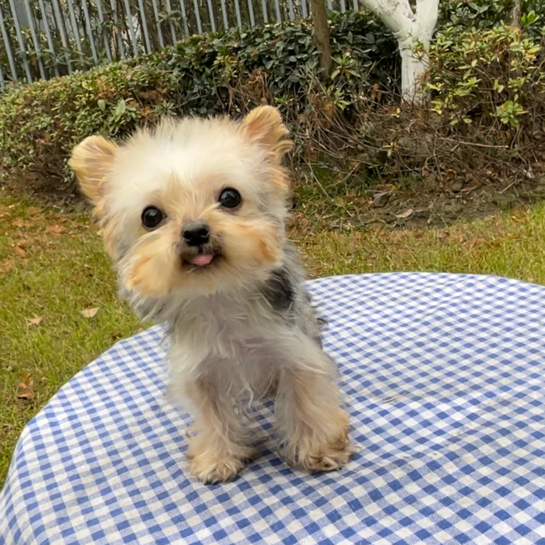 【大密家的约克夏】活体狗狗