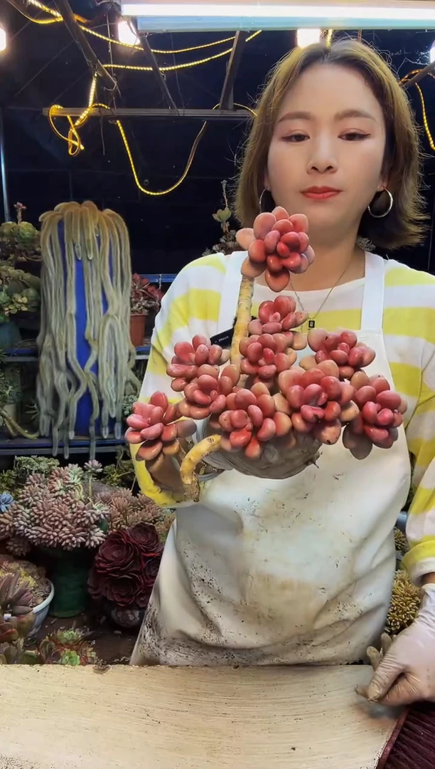 ឩ****࿐桃蛋一物一拍脱土包邮