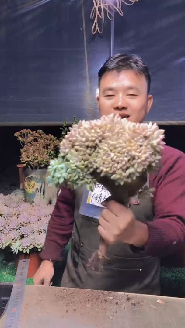 249雪缀化一物一拍微瑕