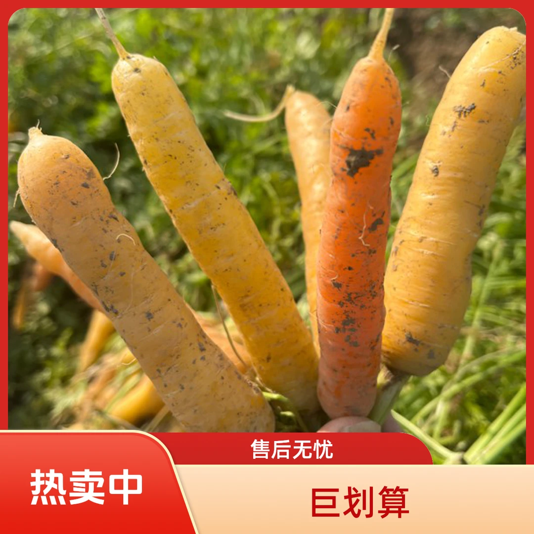 胡萝卜新鲜湖北天门特产红黄胡萝卜老品种手指小黄胡萝卜3斤5斤