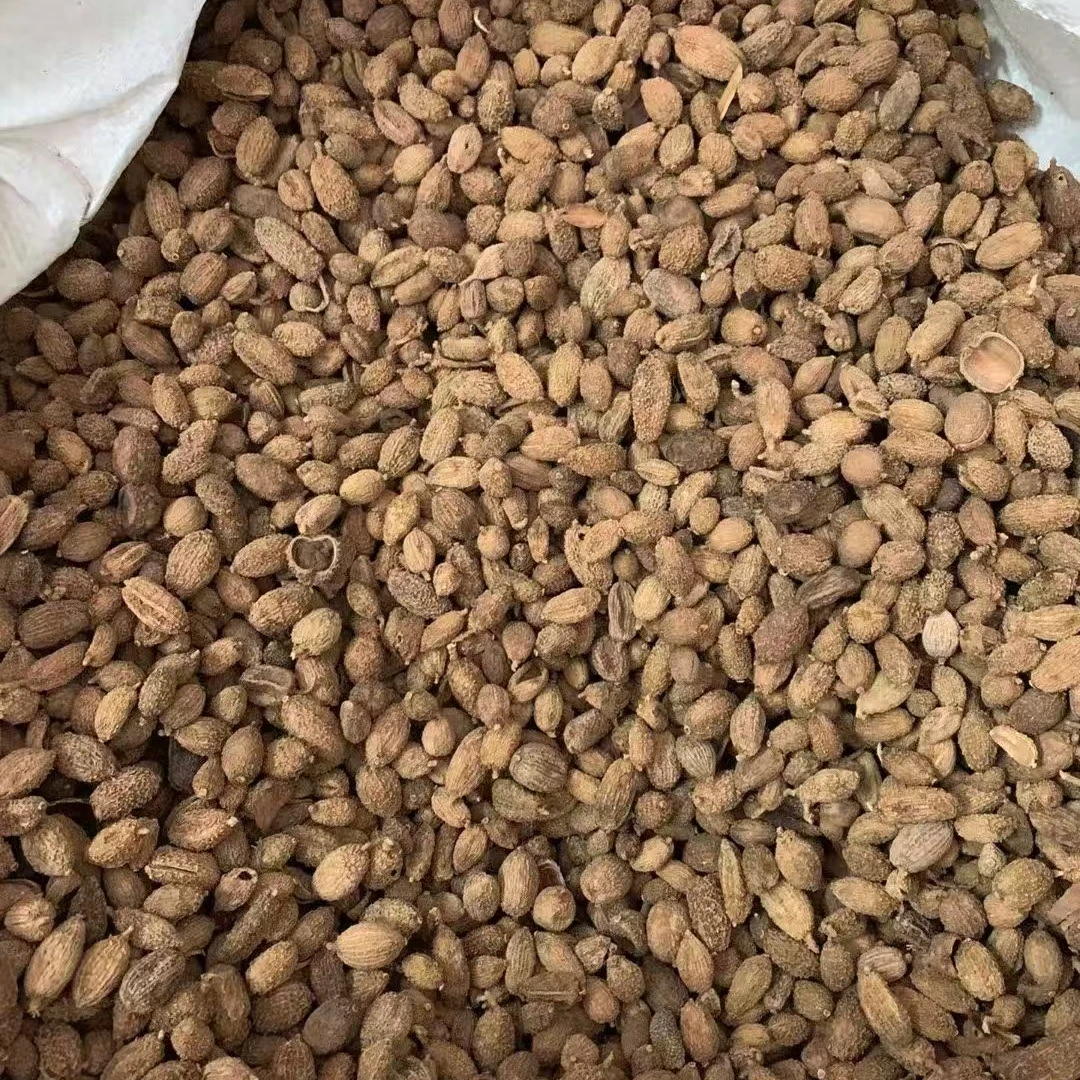 砂仁毛砂仁无硫砂仁