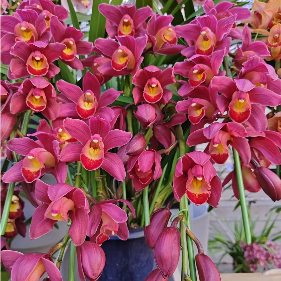 造型直兰 中国红 大花惠兰 室内年宵花