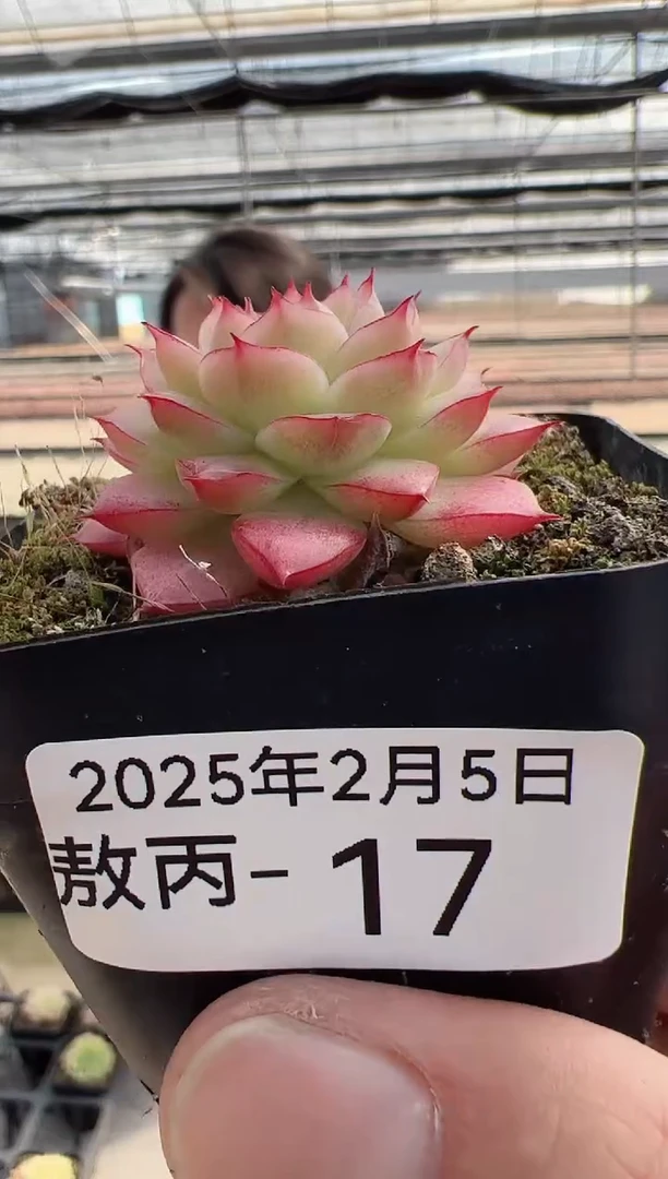 【闪购商品】敖丙多肉-17