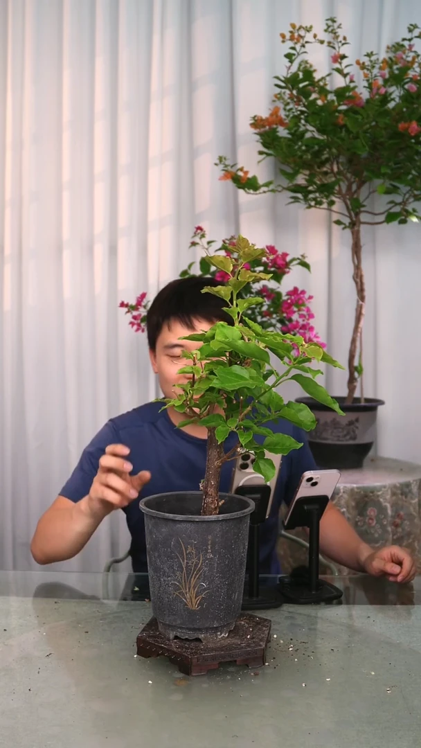 当前无花栽培后可以开花三角梅一颗咖啡盆