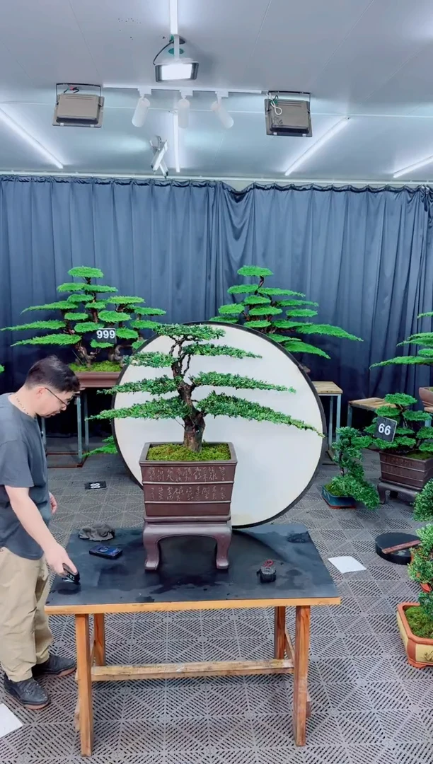 无花朵罗汉松盆景.......