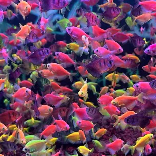 多彩天使鱼小型热带鱼淡水观赏鱼好养耐活（适合温度20-38度）