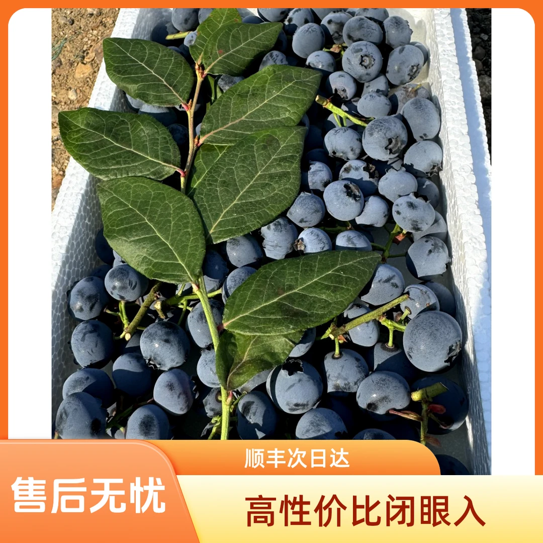 正宗丹东L25花香型蓝莓 顺丰包邮次日达坏果包赔15-22mm400g辽宁省
