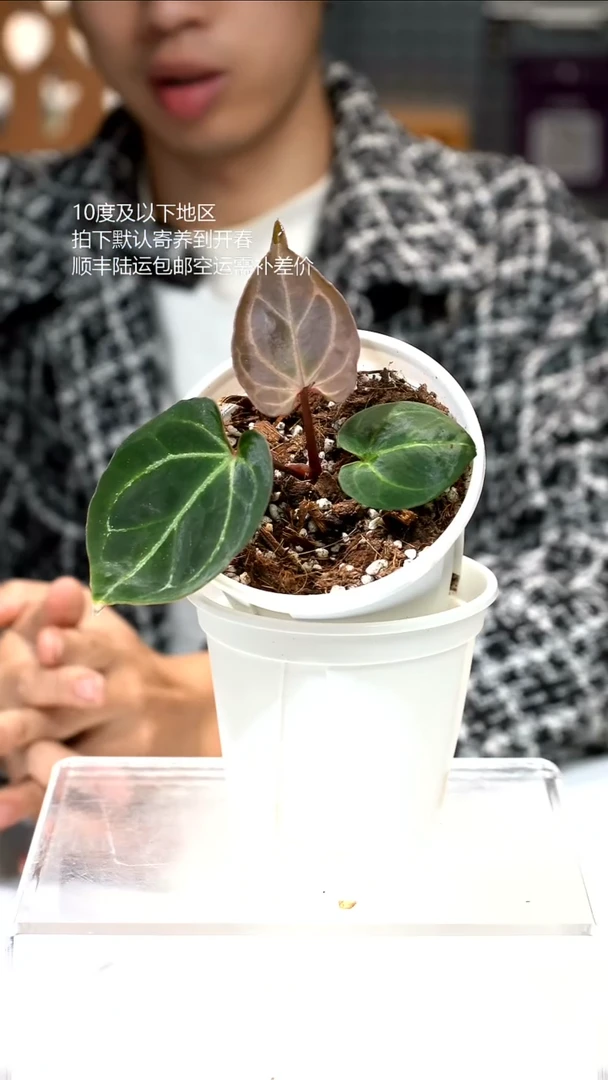 完全开放Hu kos 02