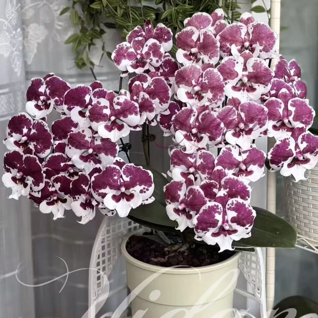 超爆花叶片微瑕 1个花剑 【一千零一夜】蝴蝶兰 带花苞3.0寸杯