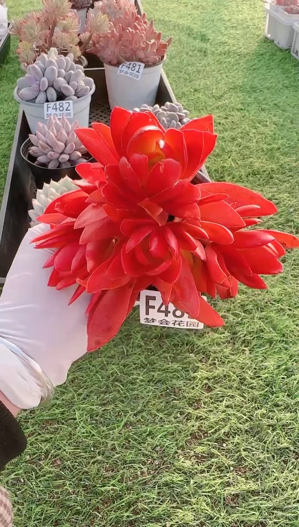 【闪购商品】梦会多肉一物一拍